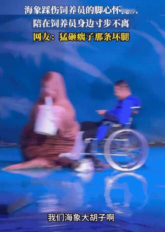 大连海洋馆一只叫“大胡子”的海象踩伤饲养员后，整天黏着对方不肯离开。它抱着个奶茶