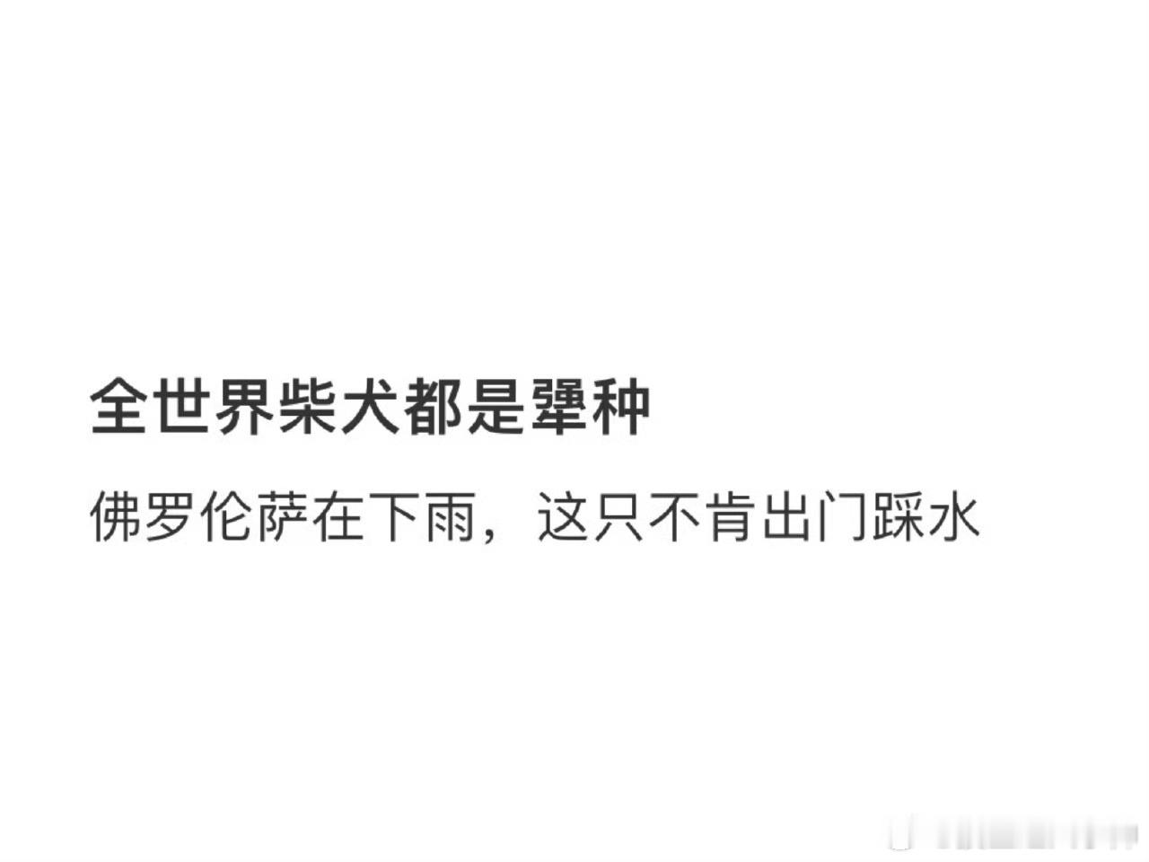 全世界的柴犬都是一样的犟种[doge]。你让它往东，它偏往西；你叫它过来，它就站