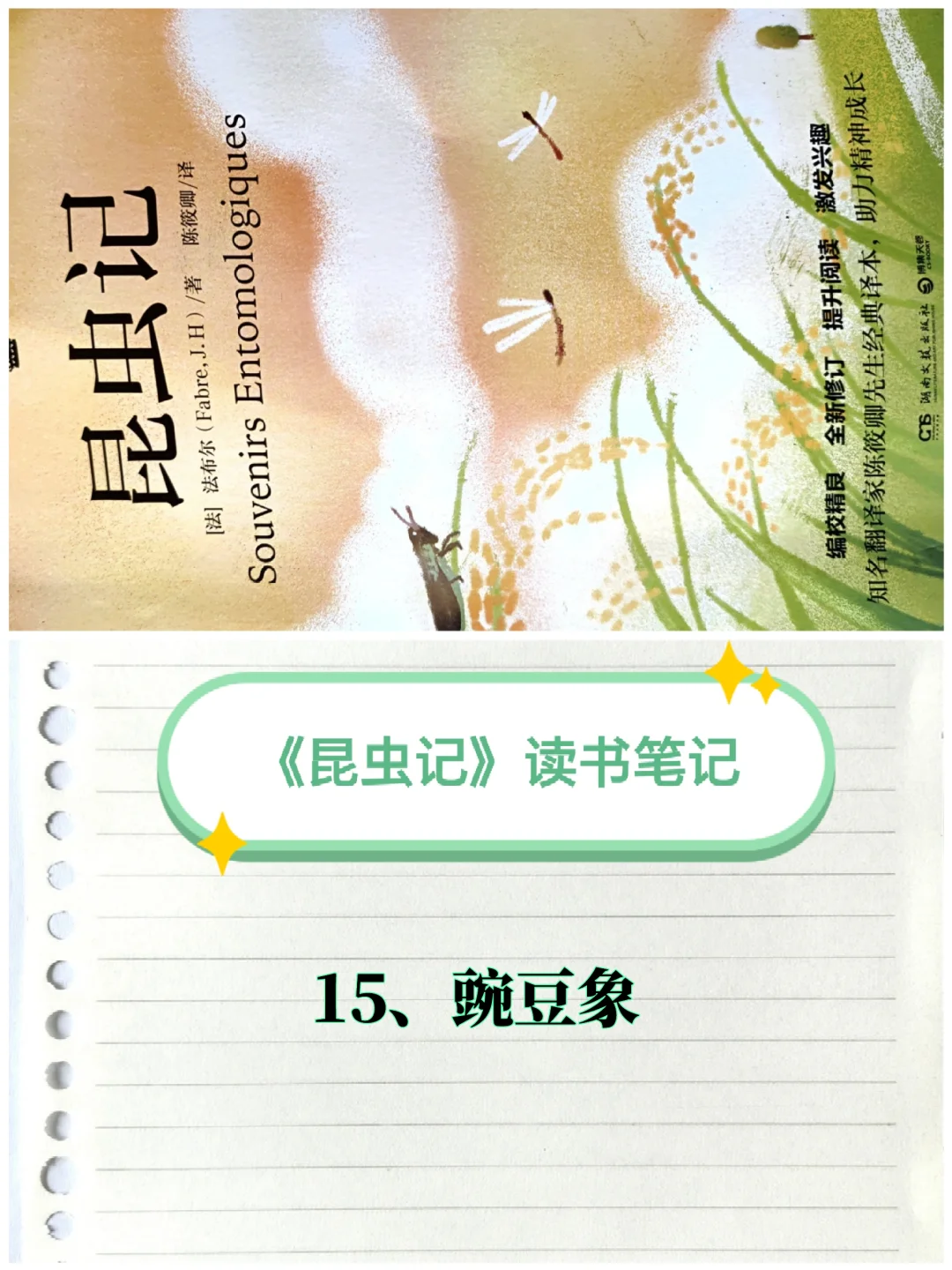 《昆虫记》笔记（15）：豌豆象