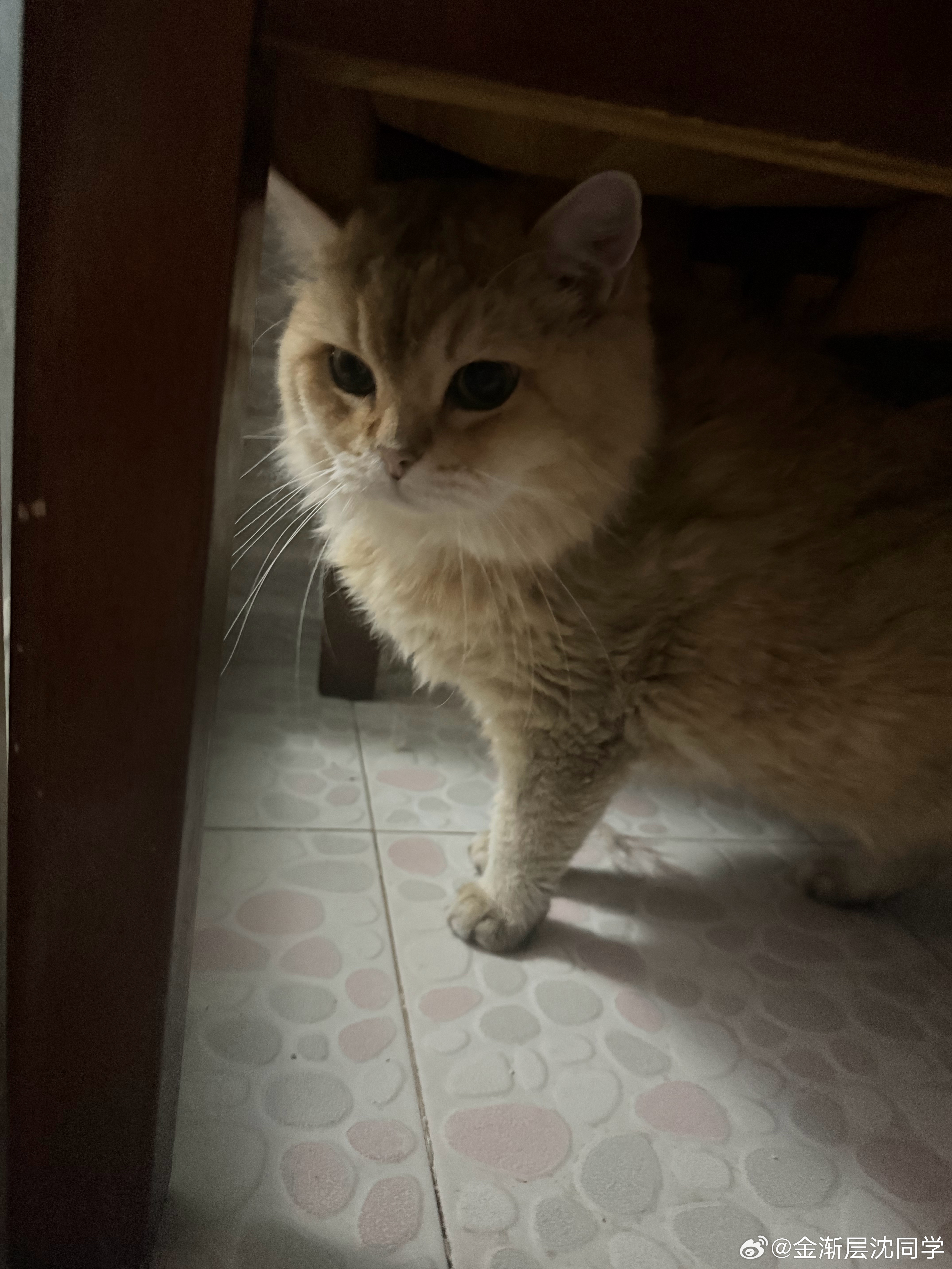 鬼鬼祟祟萌宠猫咪