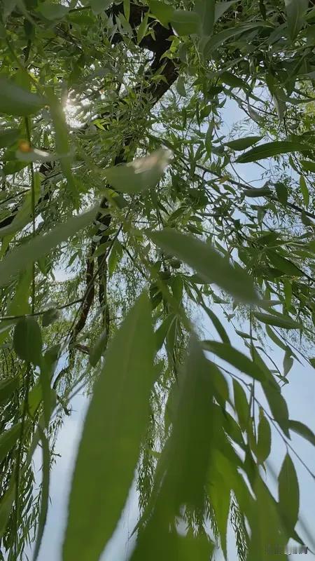 看到“冬雪滋红梅”这个上联，一下子就觉得画面感十足，冬雪滋润着红梅，意境很美。我