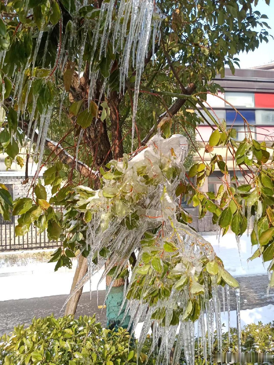 冻雨感吟（新韵）天行冻雨筑冰山，学子明晨把校还。心系师生局领导，延期一日保平安。