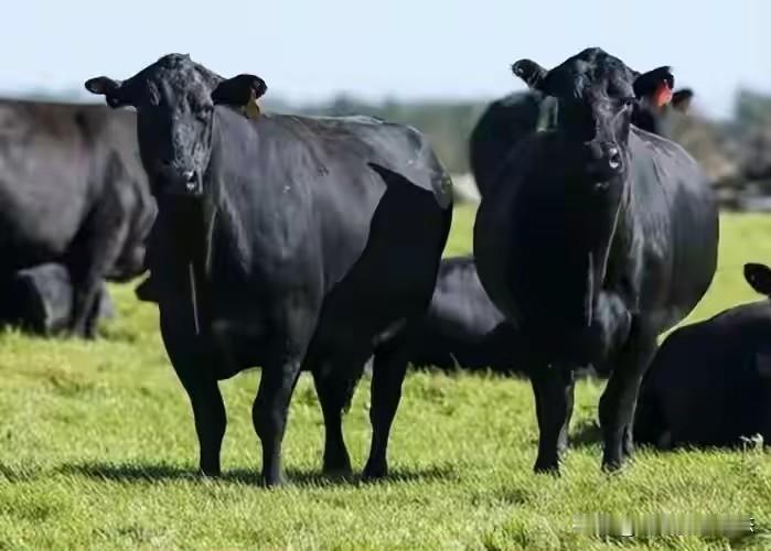 中方果断出手制裁澳洲牛肉，我想中国农户养殖应该会重见光明。

中方制裁澳洲牛肉这