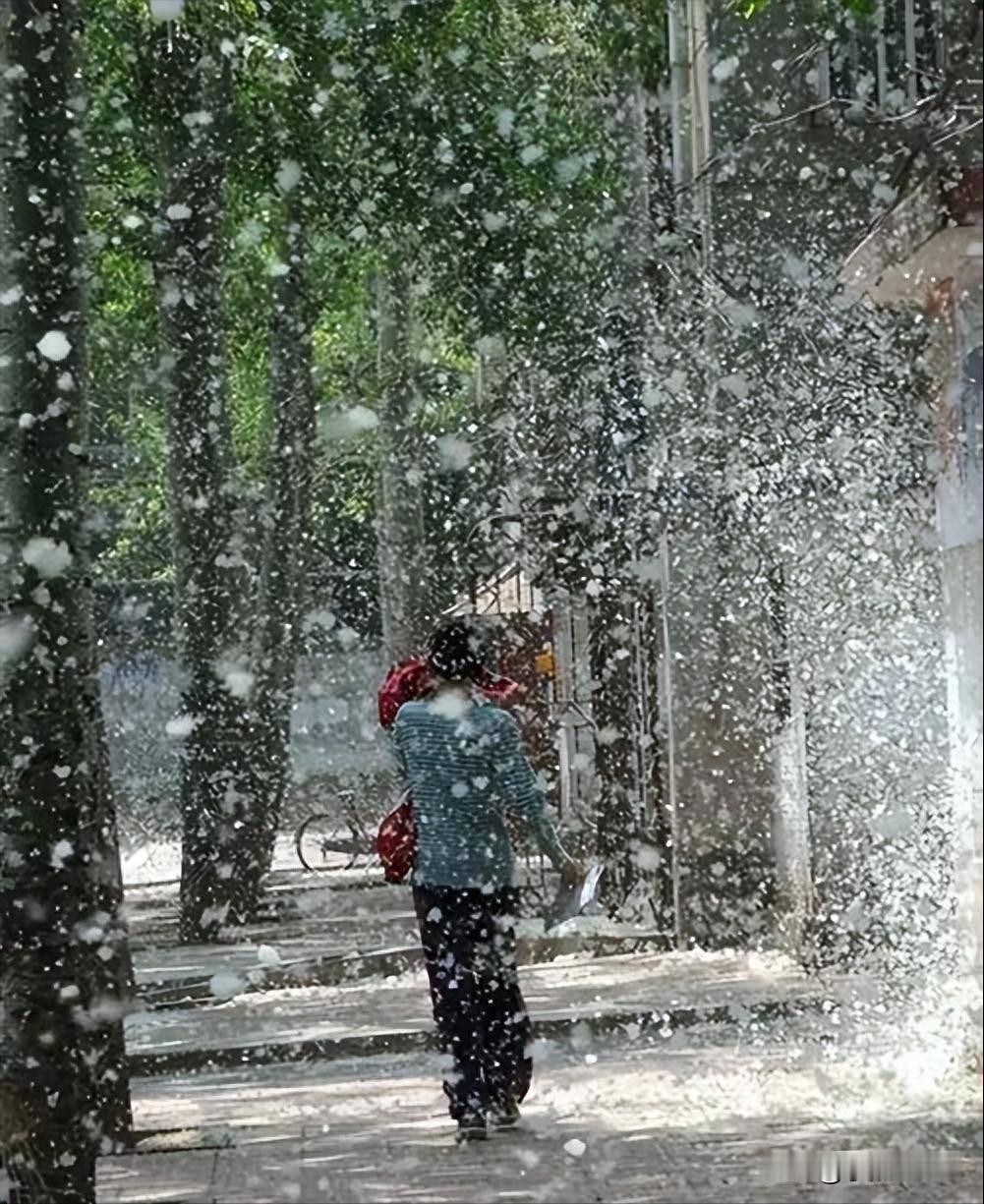 春日杨絮纷飞惹人烦，日常清理可多管齐下。户外及时洒水湿润地面，避免飞絮四处飘散。