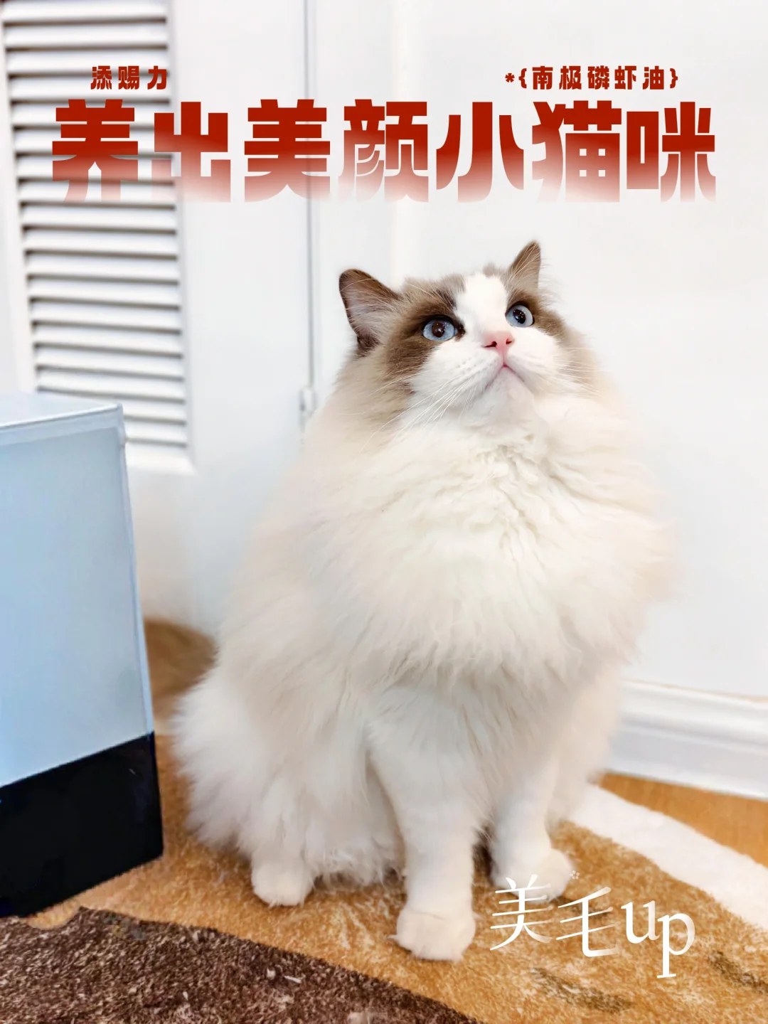 🐾｜美颜系布偶的喂养小秘诀