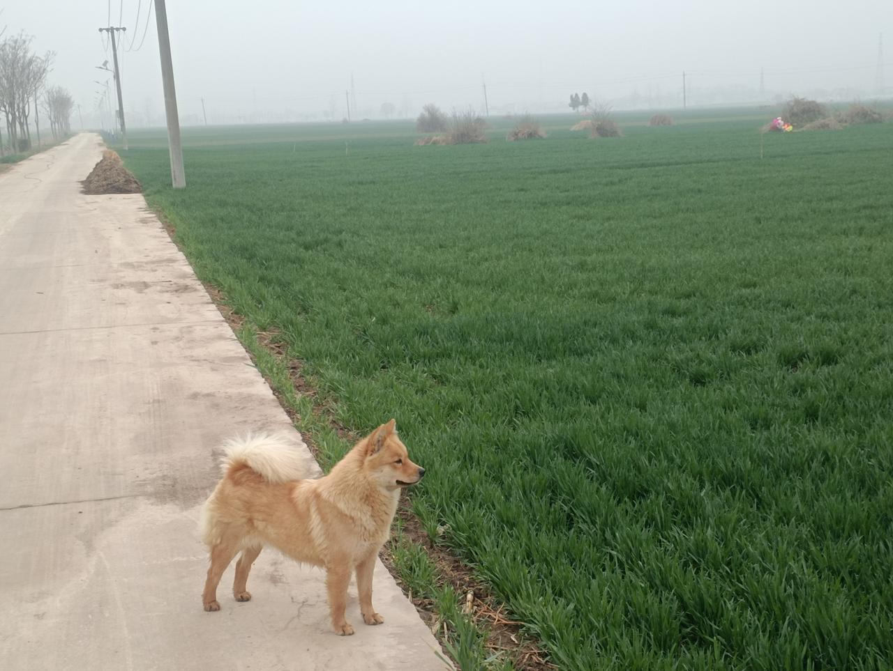 春雨贵如油！
  河南豫东的这场春雨，太好了。下了一天一夜，点点入地，雨点细腻，