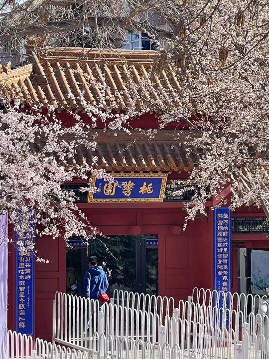 接下来的天津桃花堤🌸🌿
