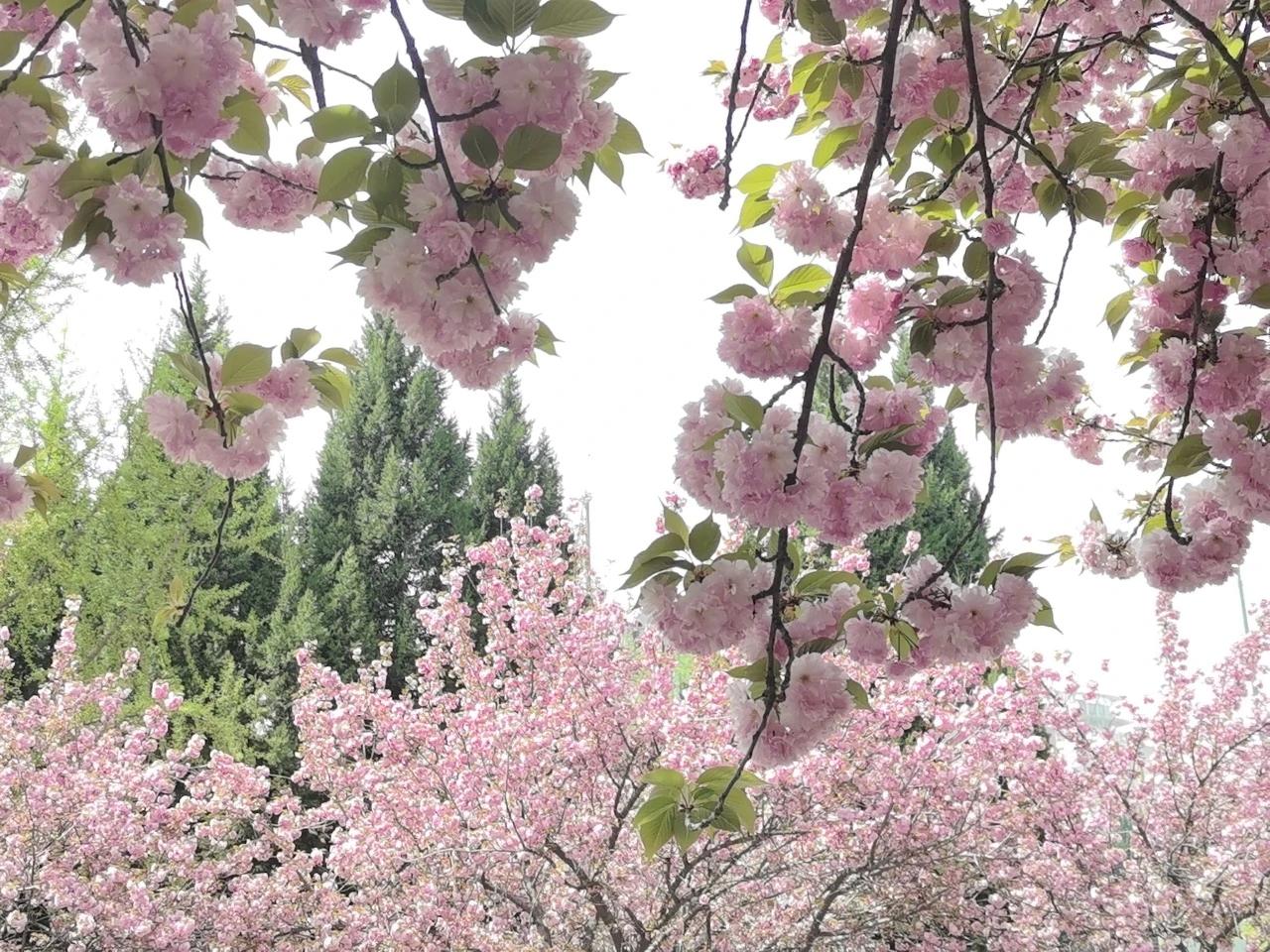 生命，不是活给别人看的，生命，就是一朵花，静静地开，悄悄地落。每朵花，自有它盛开
