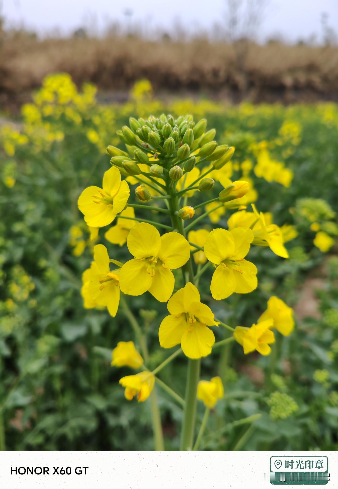 三四月间，正是油菜花肆意绽放的时节。周至周塬路上，那片灿烂的油菜花海宛如金色海洋