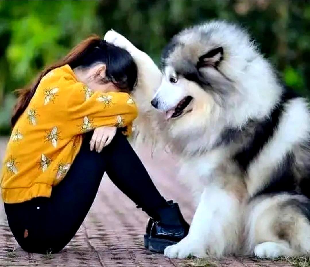 一个月工资6000，光养只狗就要花2600，这谁顶得住啊？
成都有个小伙子，真不