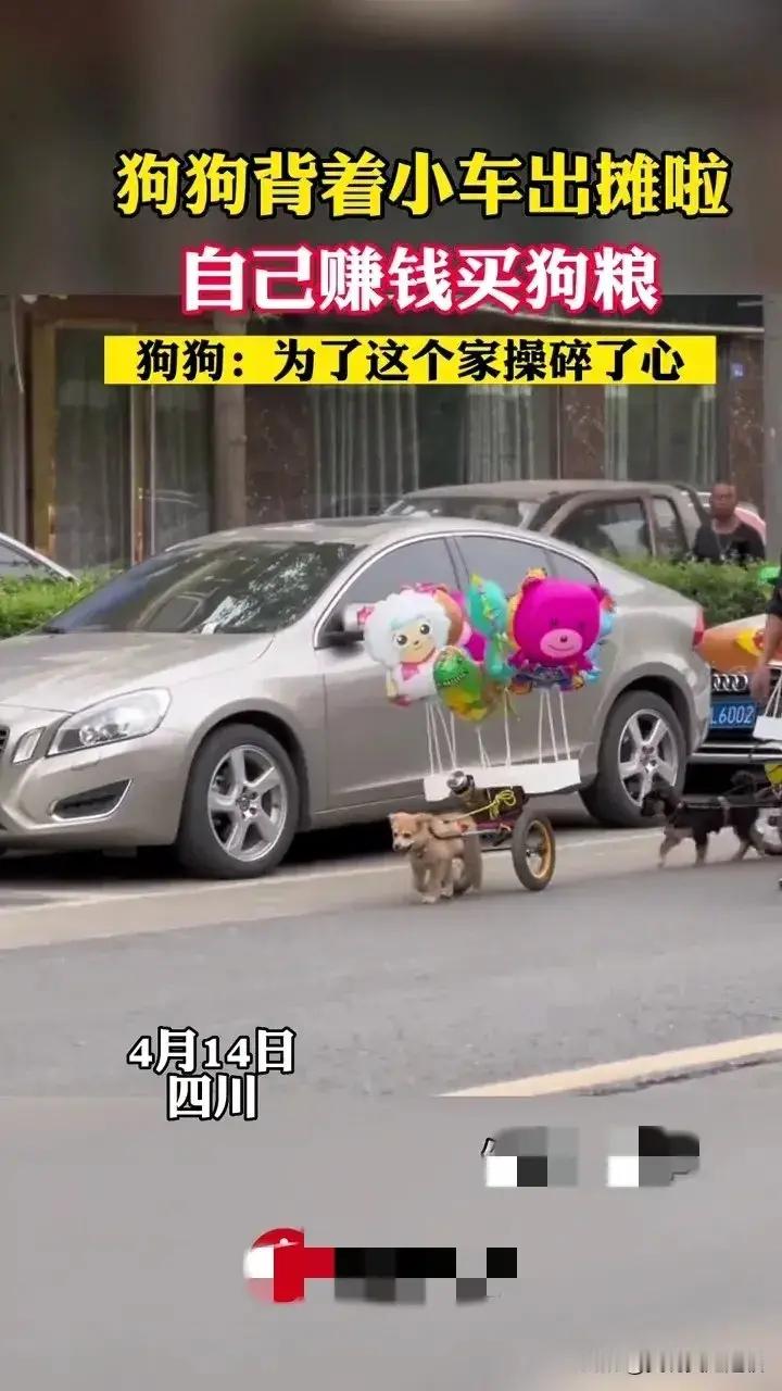 四川，一只背着小车的狗狗出现在了市区的街头，狗狗背着小车出摊，自己赚钱买狗粮，狗
