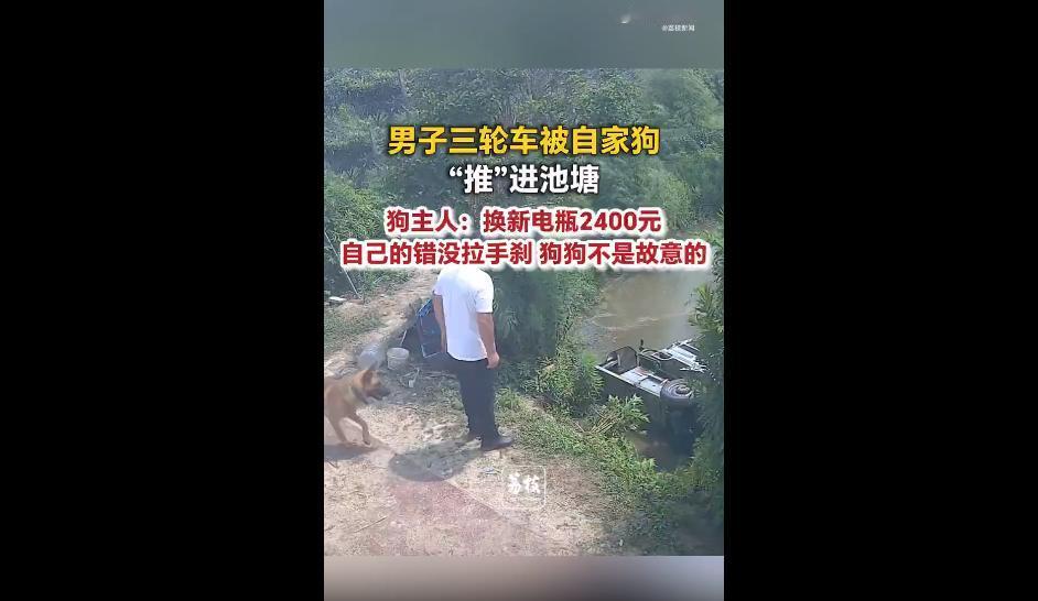 这年头翻车事故五花八门，但被自家狗子“作案”搞翻车的，属实少见。
上海有位杨先生