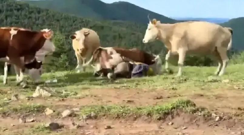 这个比较搞笑，游客在五台山旅游，被群牛围殴。
听了事发的经过，感到更搞笑：几名游