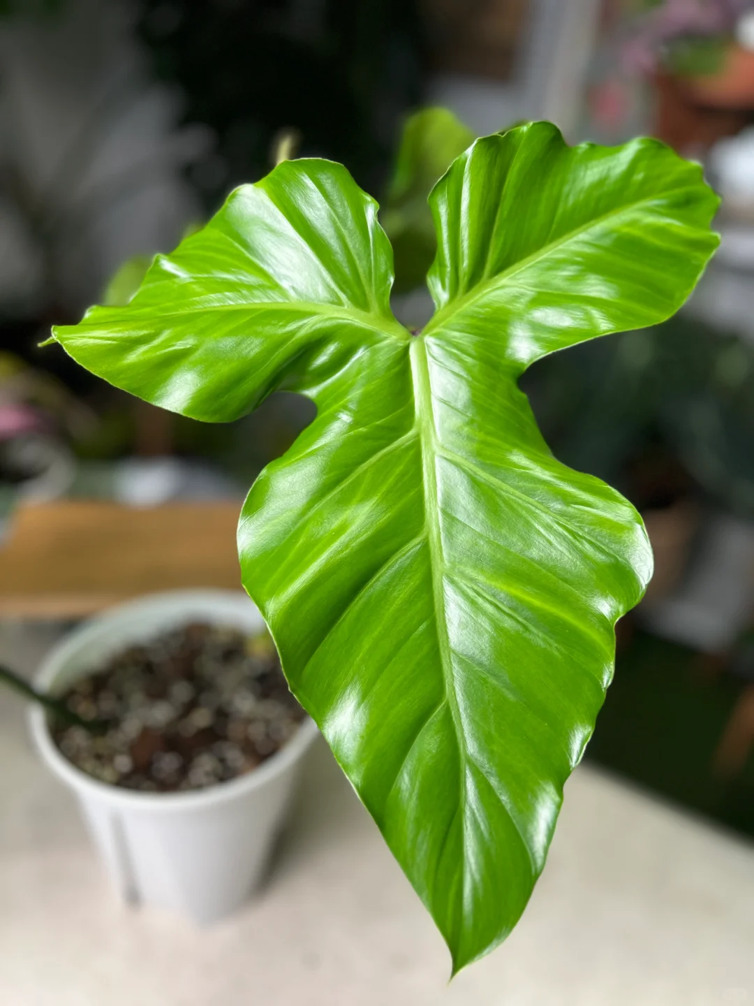 胖兔兔蔓绿绒太可爱了