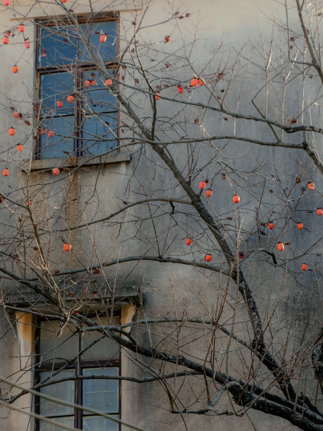 我拍到了潮州老房子的柿子树！