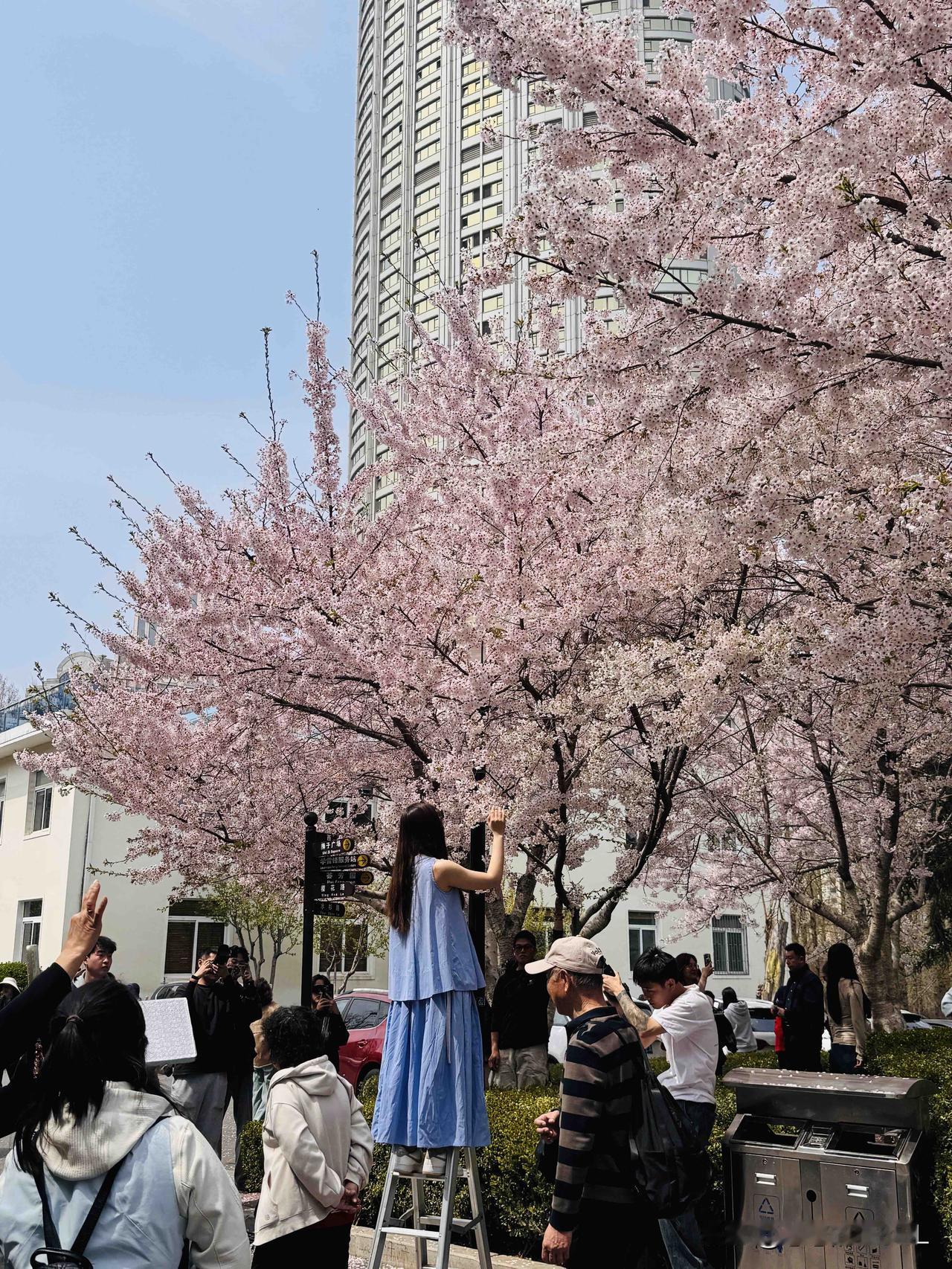 看樱花不用东奔西跑，
大连劳动公园的樱花最好看，
不仅花好看，
里面的景色也特别