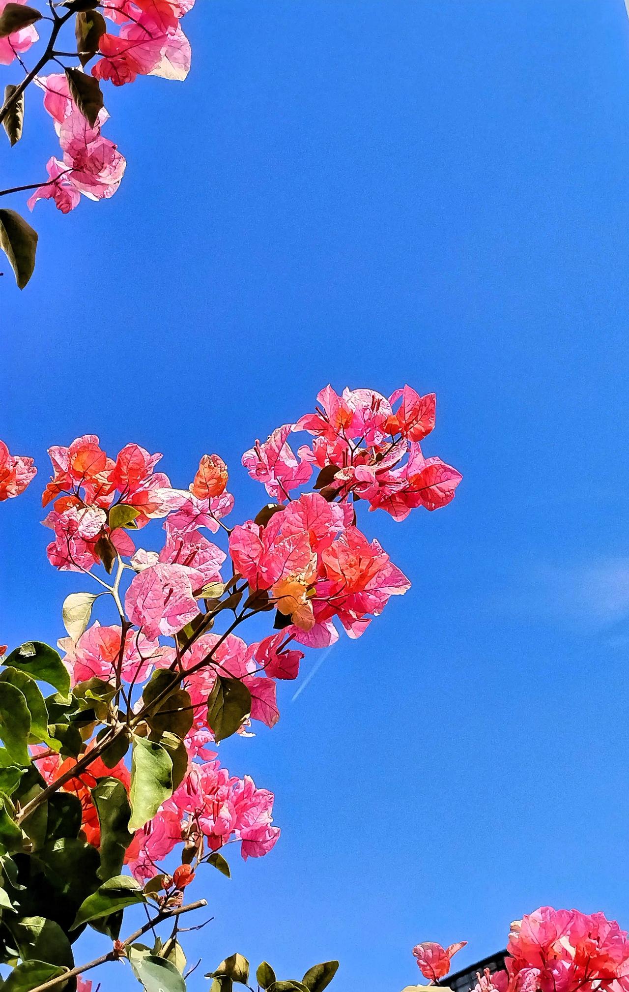 蓝天下盛开的粉色三角梅，真美啊！微风轻拂，那粉色三角梅的花瓣轻轻颤动，宛如一群身