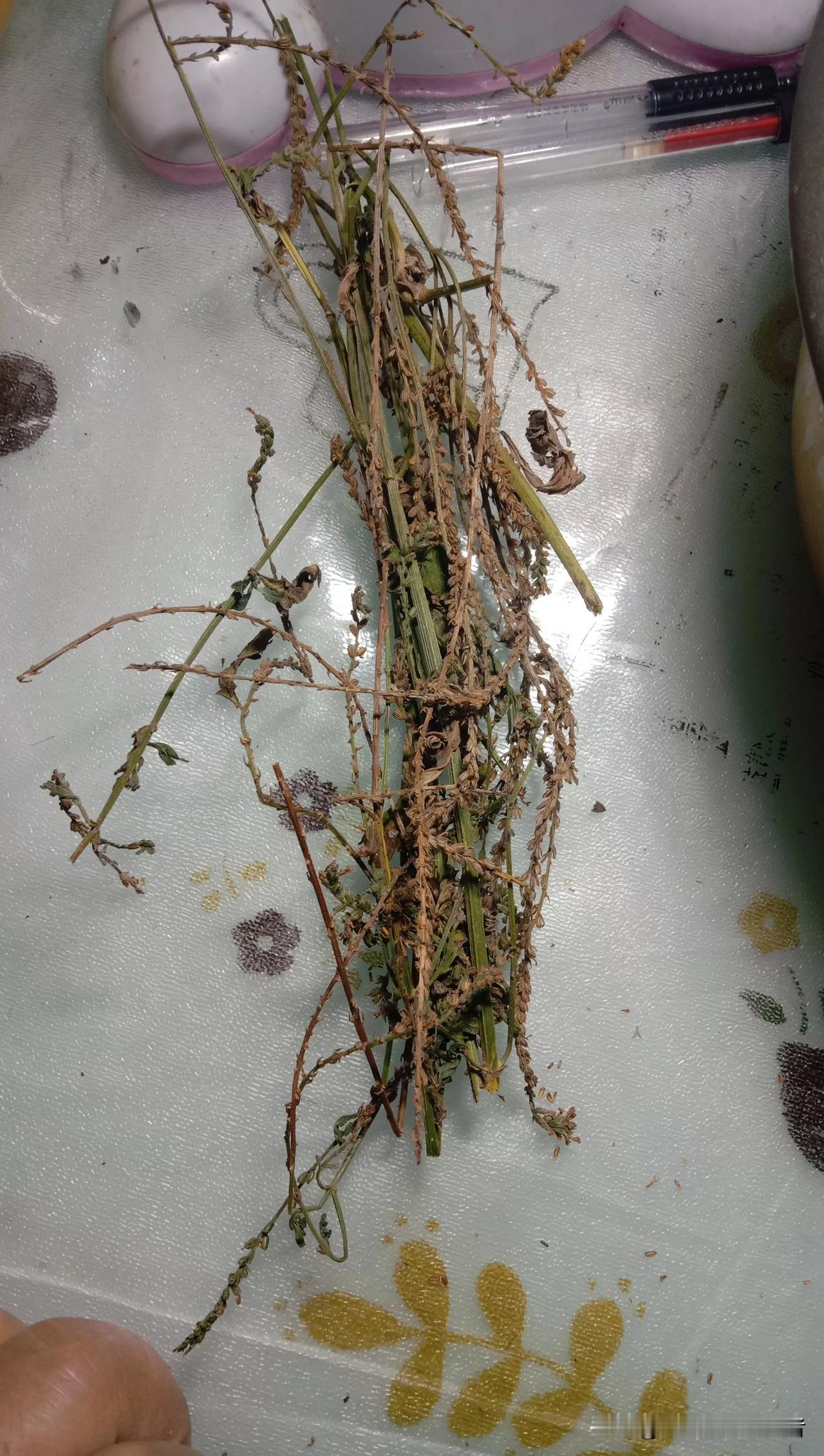 【这次回老家，好不容易找到了一根草药，马鞭稍】
​
​1.9.28回到家了，吃了