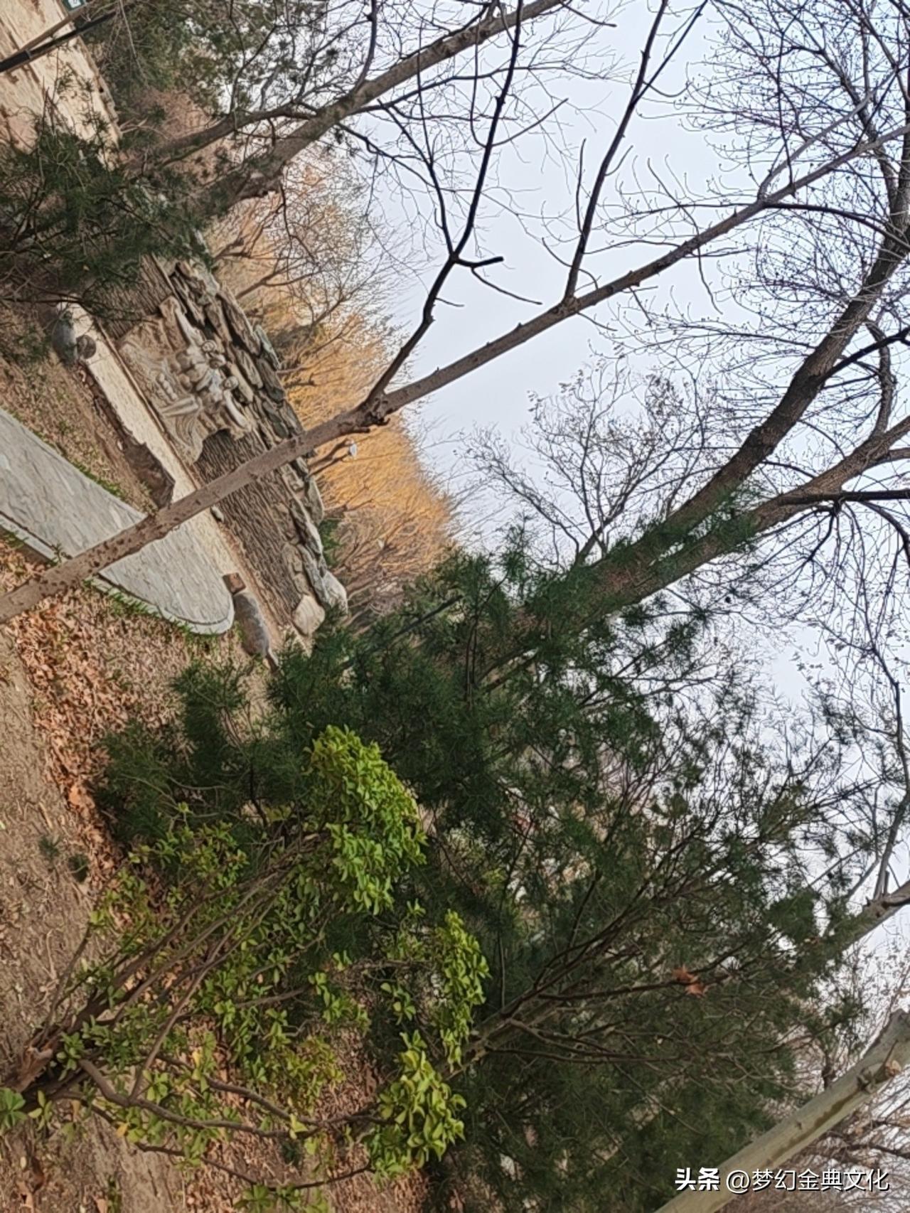 🌿 冬末的温柔心事
 
光秃秃的枝桠还在和冬天作别，
新绿的叶芽已经悄悄爬上了