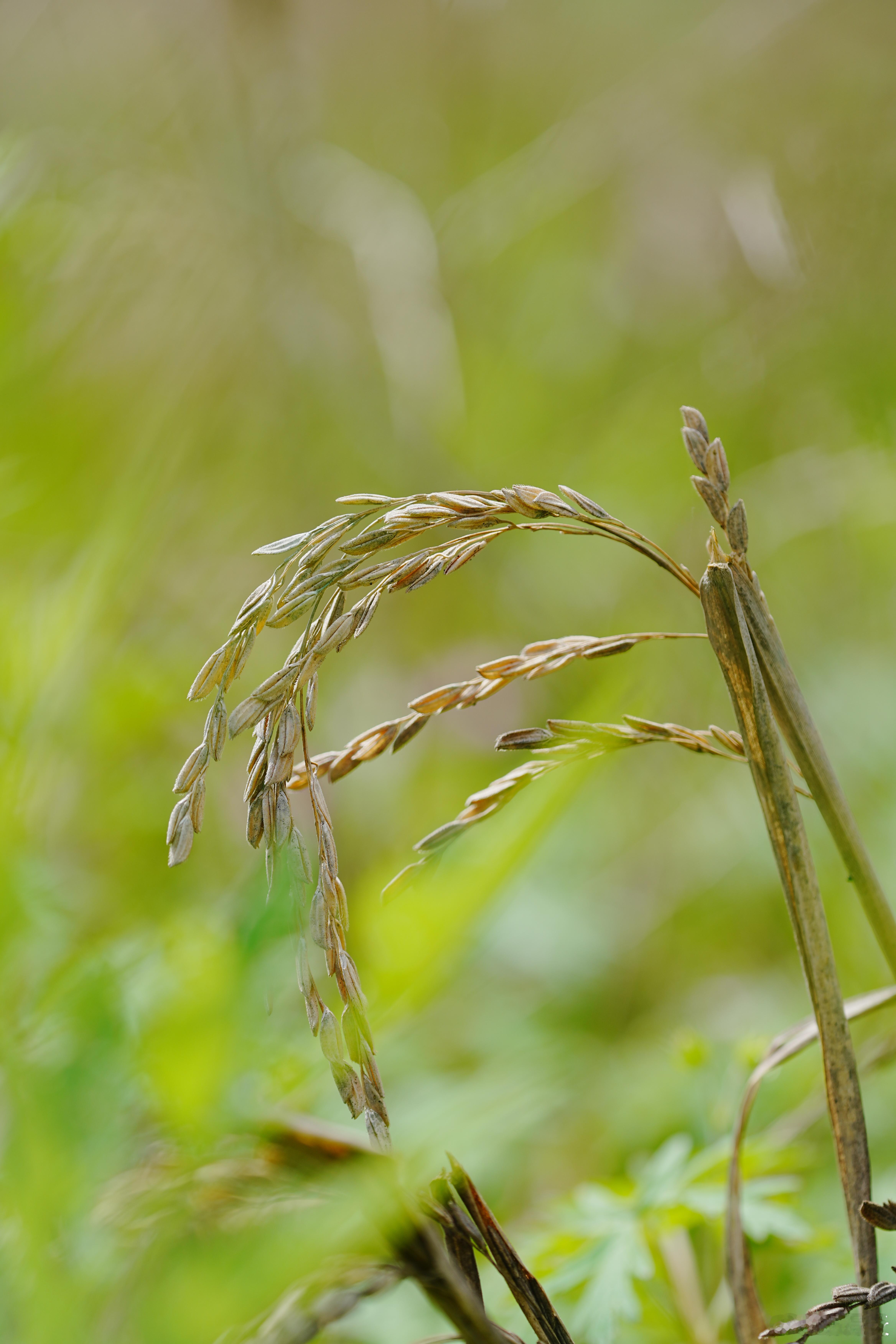 这是去年的稻子，干瘪无籽。科普 蜗的摄影日记