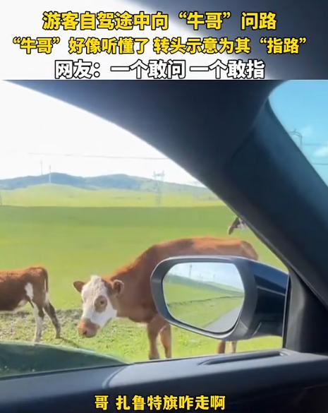 太有灵性了！内蒙古，一男子自驾游走错路，情急之下居然停下车问路边一头牛：“牛哥，