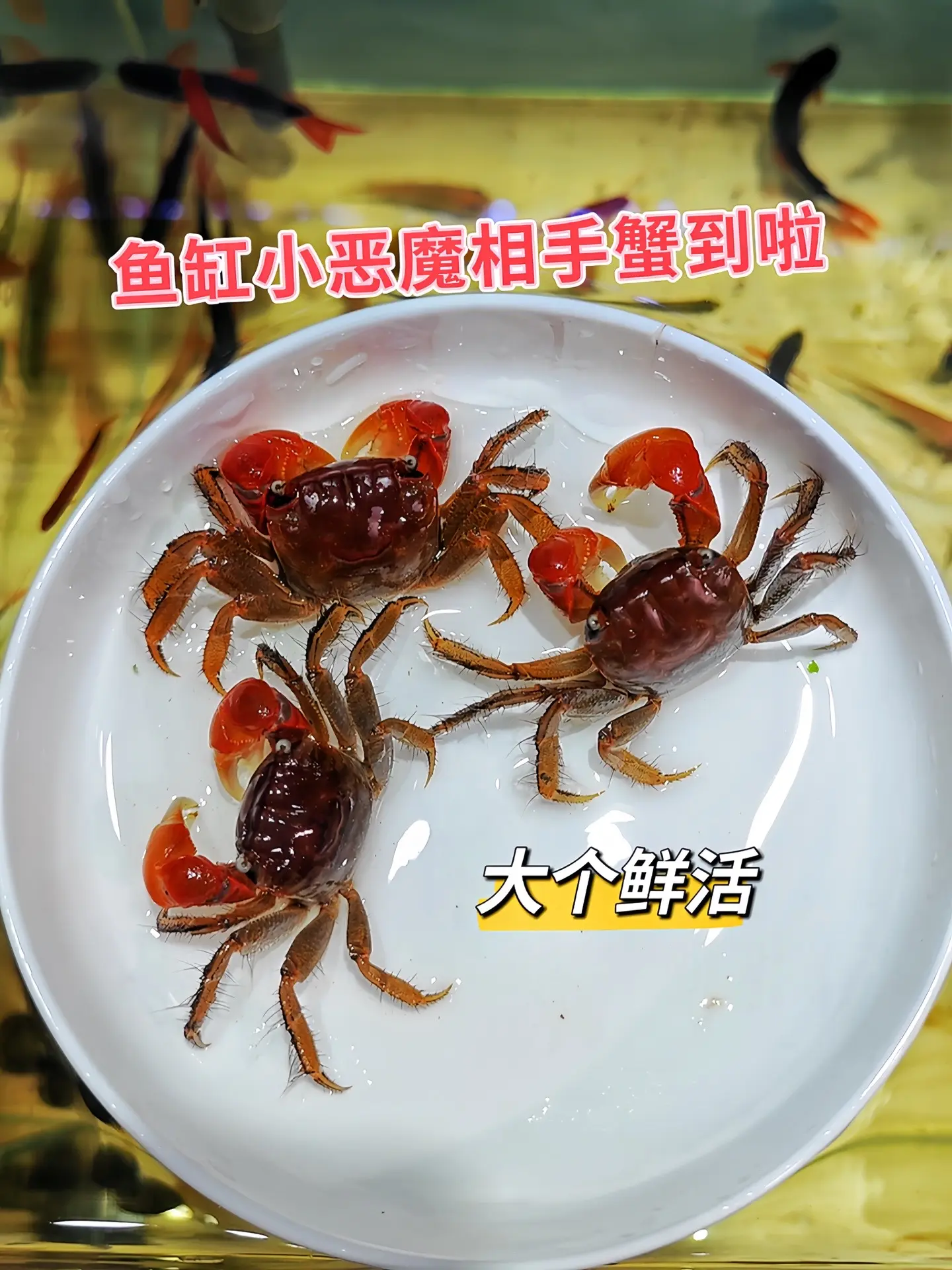 1. 天然清洁卫士：还在为鱼缸里的藻类疯长、食物残渣堆积烦恼？放只相手...