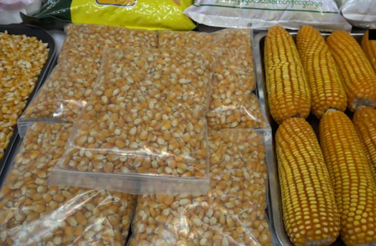 美国抢生意？缅甸玉米出口商：已备好后路