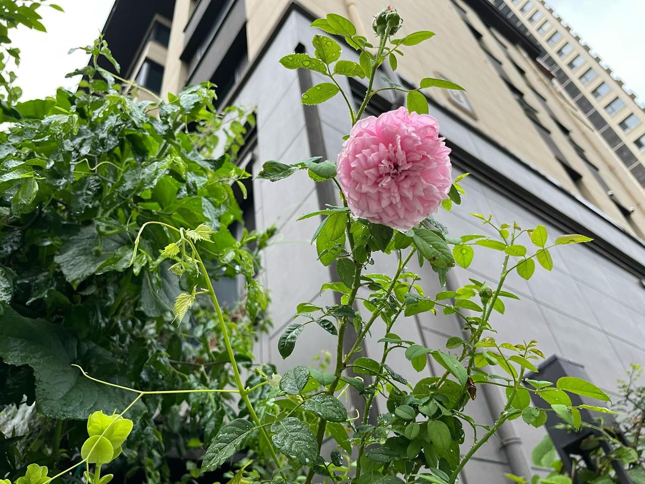 绵绵细雨  漫步小区