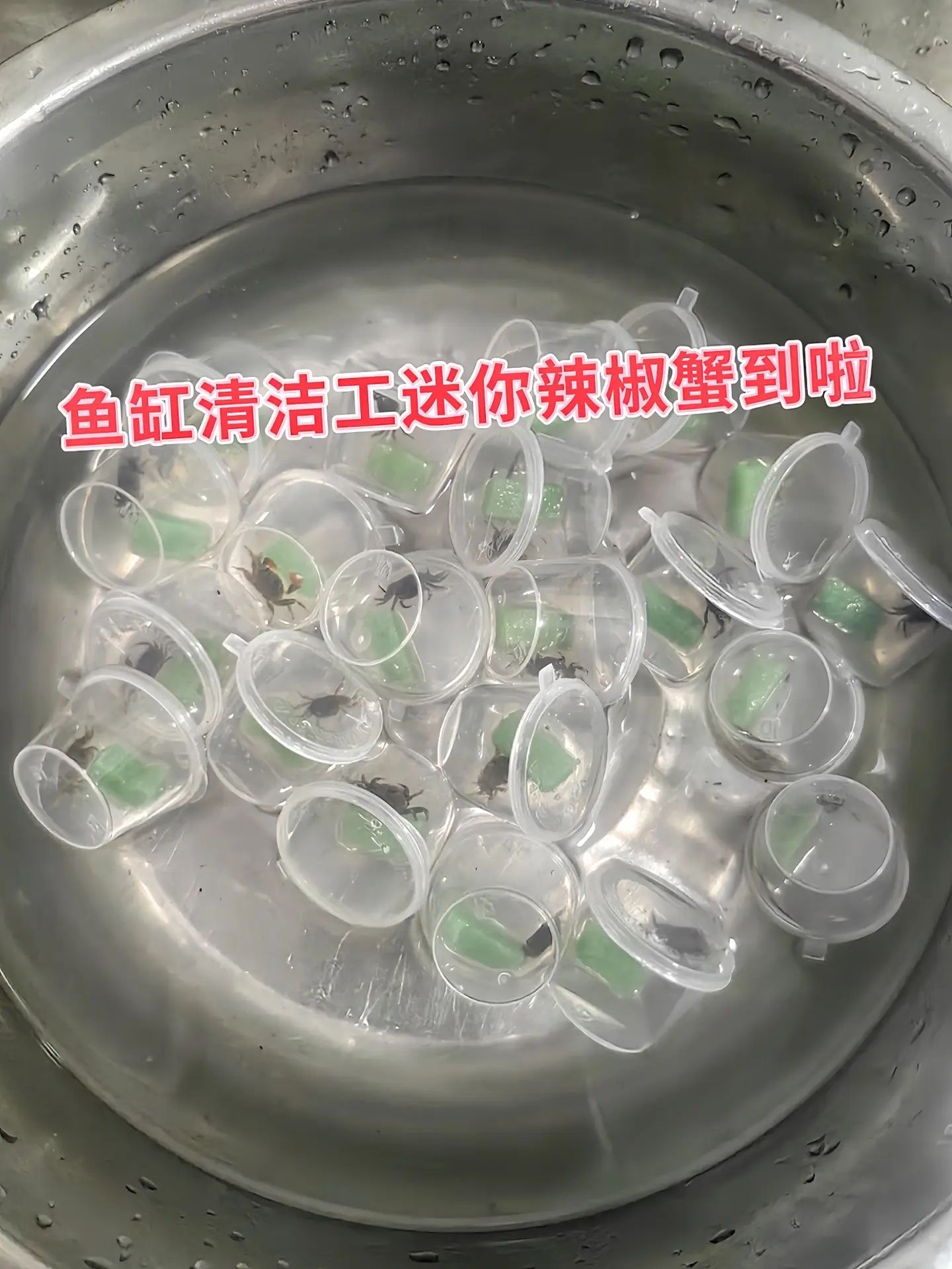 生态平衡小卫士：这些小家伙堪称鱼缸里的“清道夫”，会主动寻觅藻类、食物...