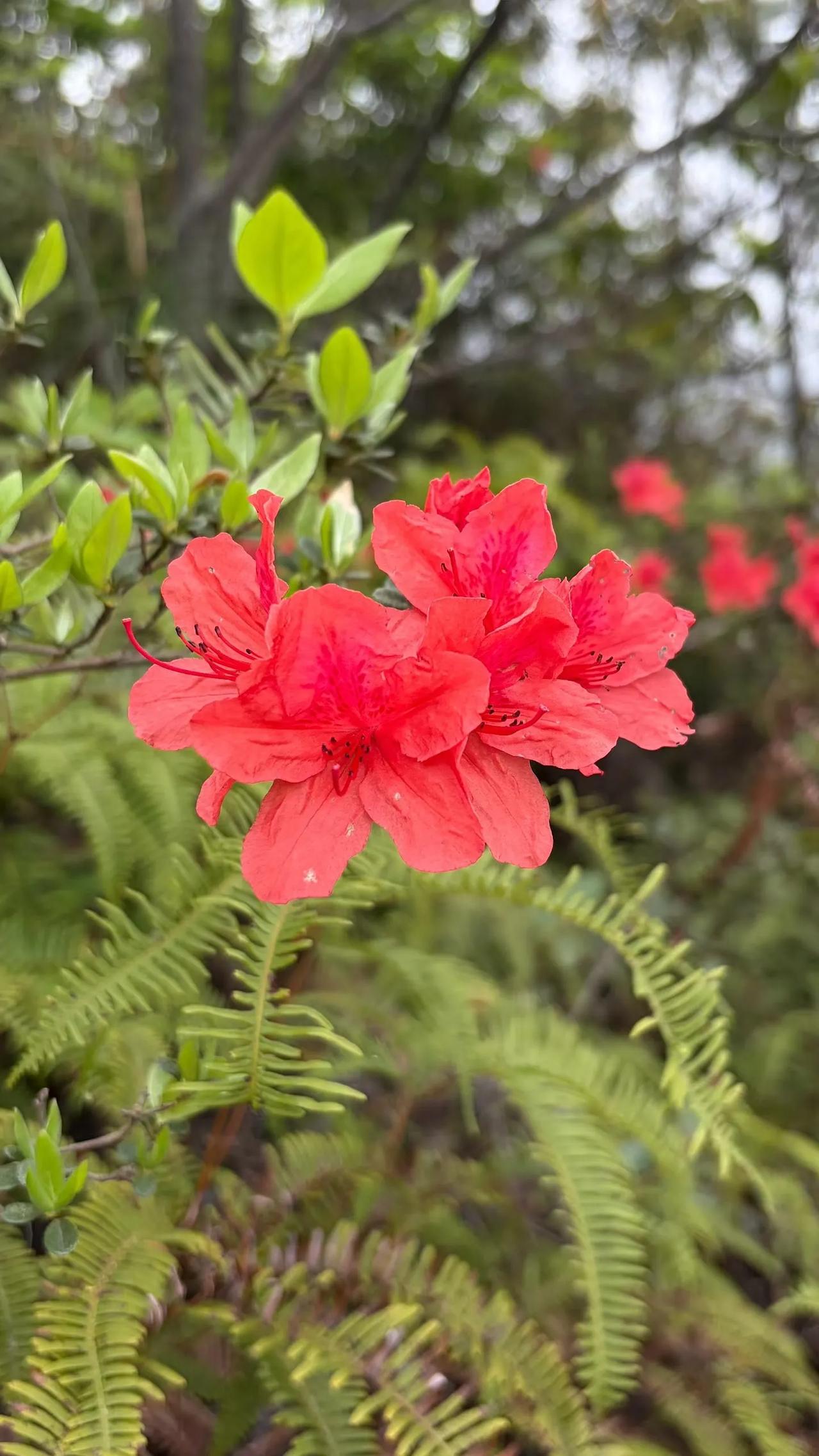 那时候，山林都已经村分到生产队、生产队分到户，好像最开始生产队还有一部分集中的山