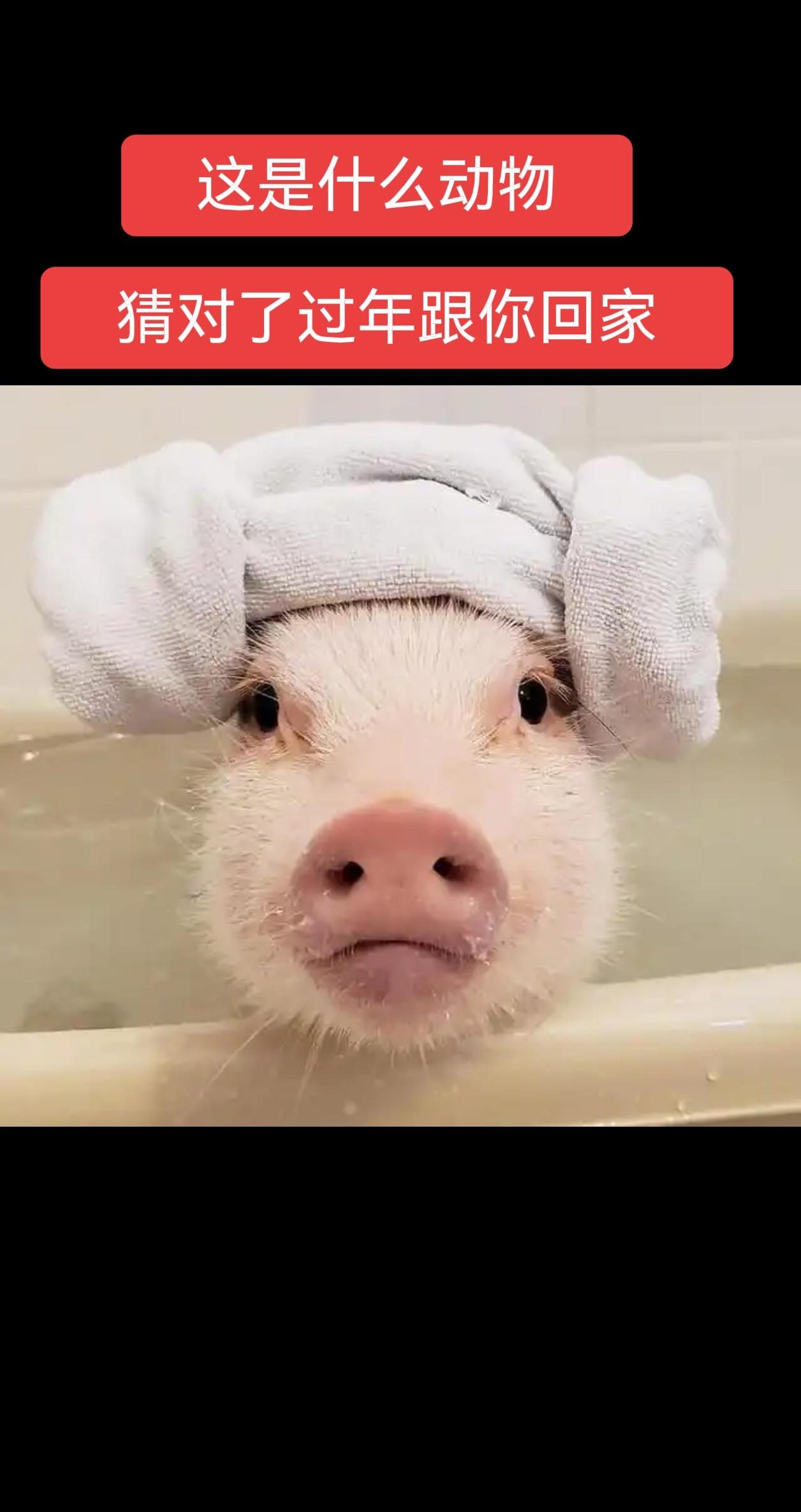 这是什么，猜对了跟你回家过年哦～