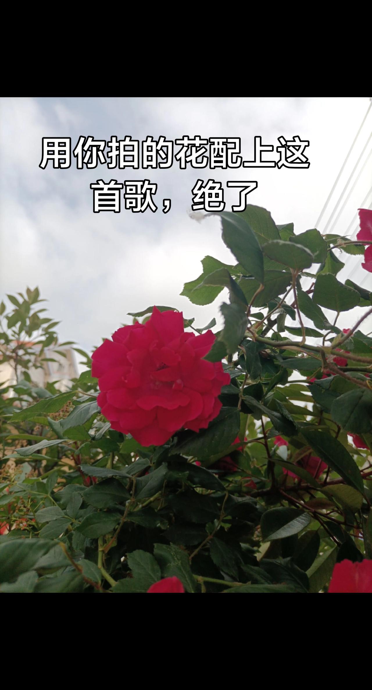 红色玫瑰月季 自家种玫瑰 红色月季花