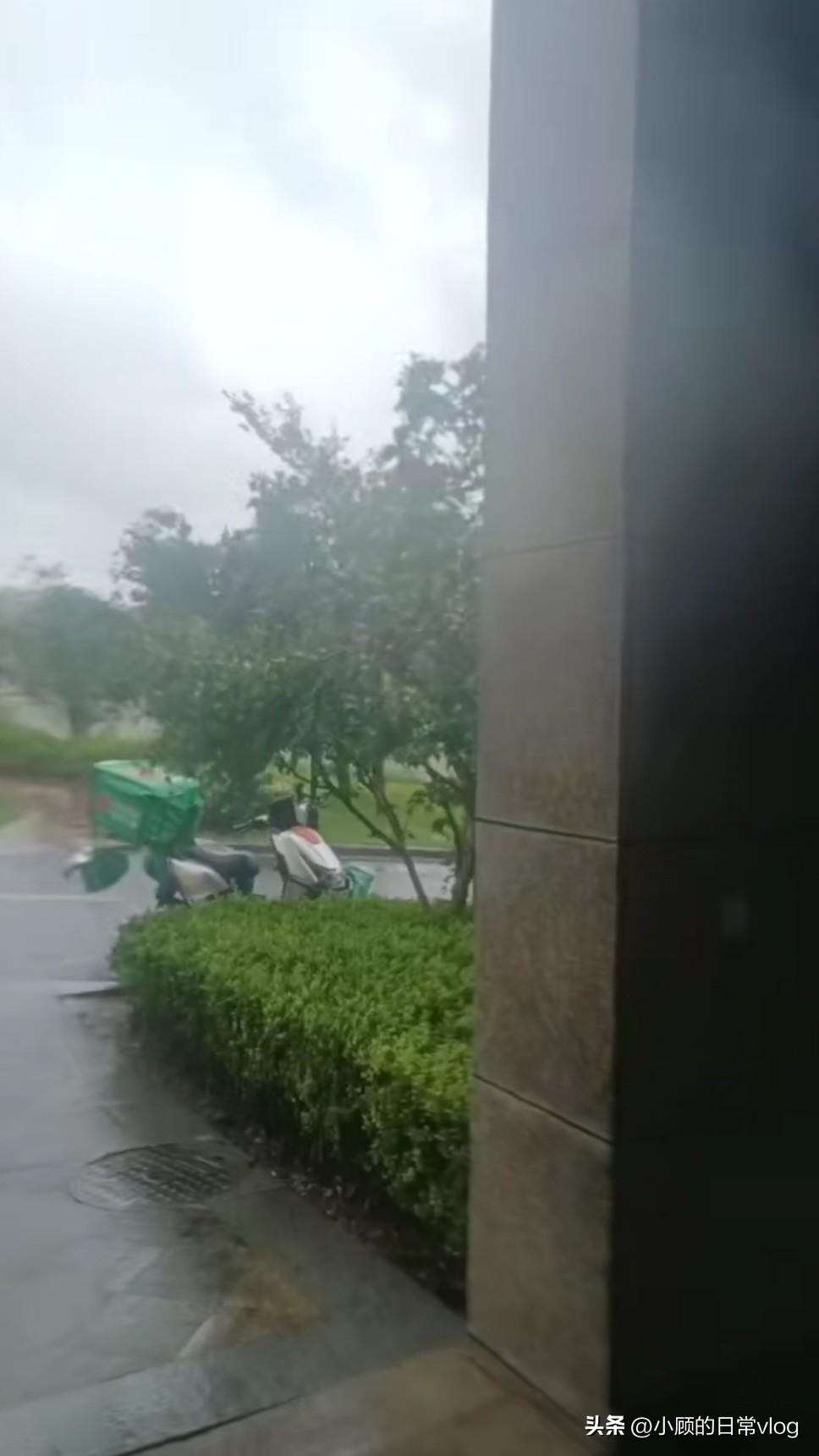 台风白海豚来袭！树刮倒了，电瓶车吹倒了，平台2点被迫关停

台风“白海豚”来了。