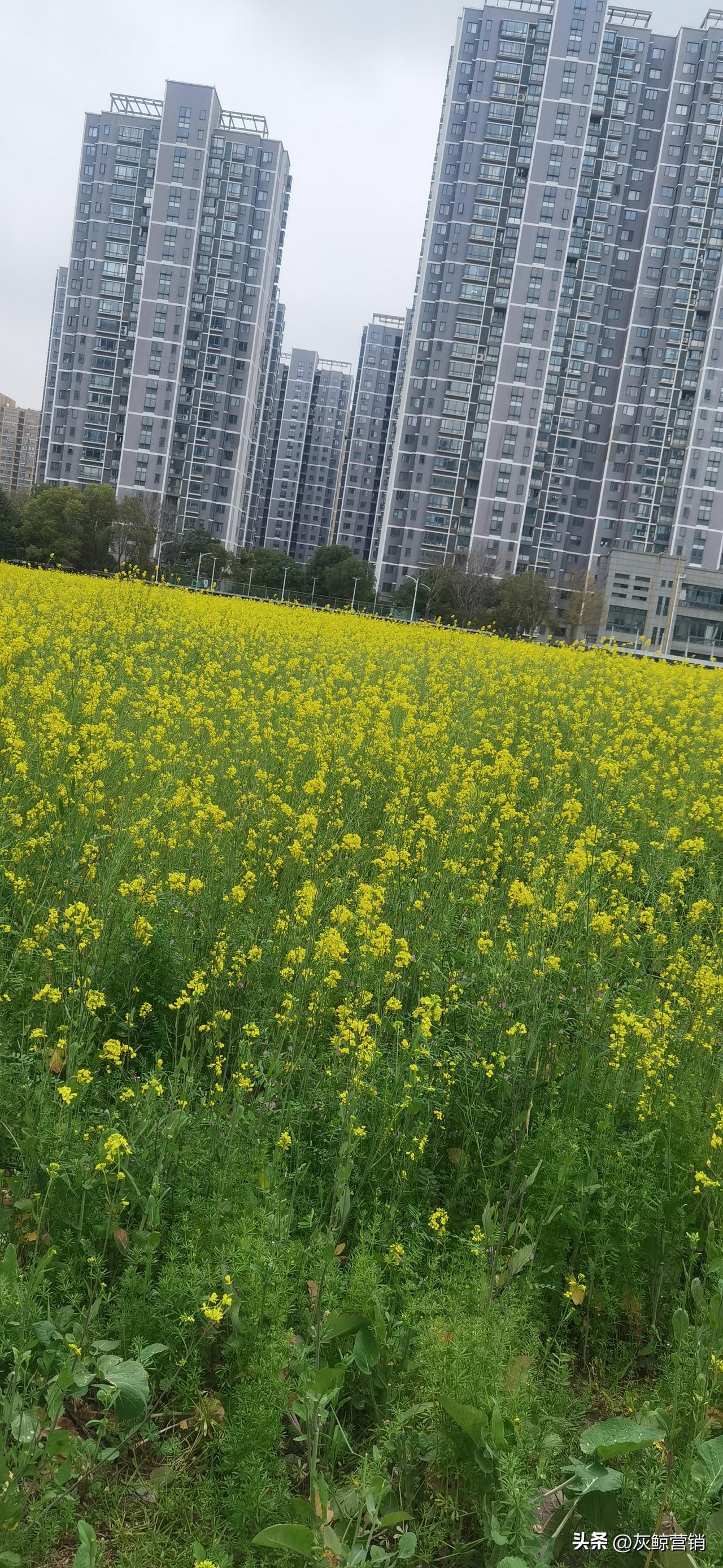 这片油菜花应该没有无人机喷药。
来杭州无意间在市中心的一片空地，发现了一片油菜花