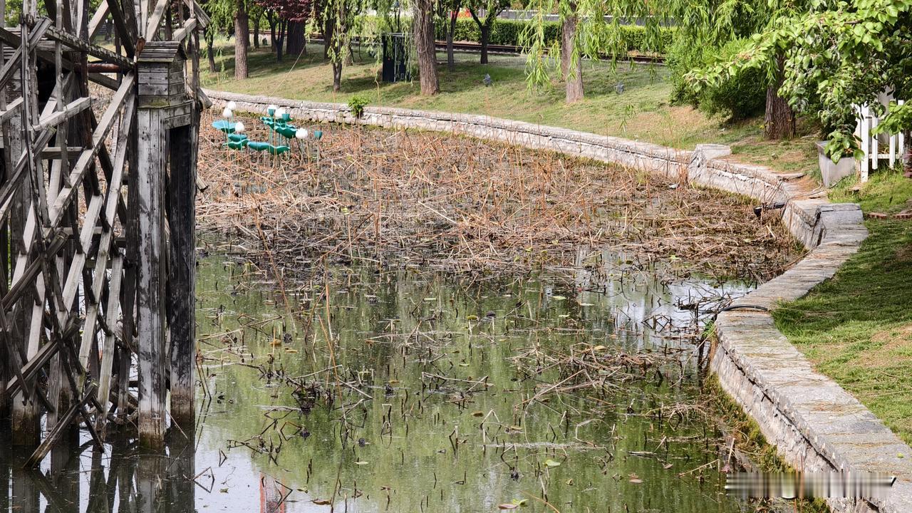 竟然残荷断梗！
身处大园，大大的园啊，与春天搭吗？

记不清多久没有去本地的大园