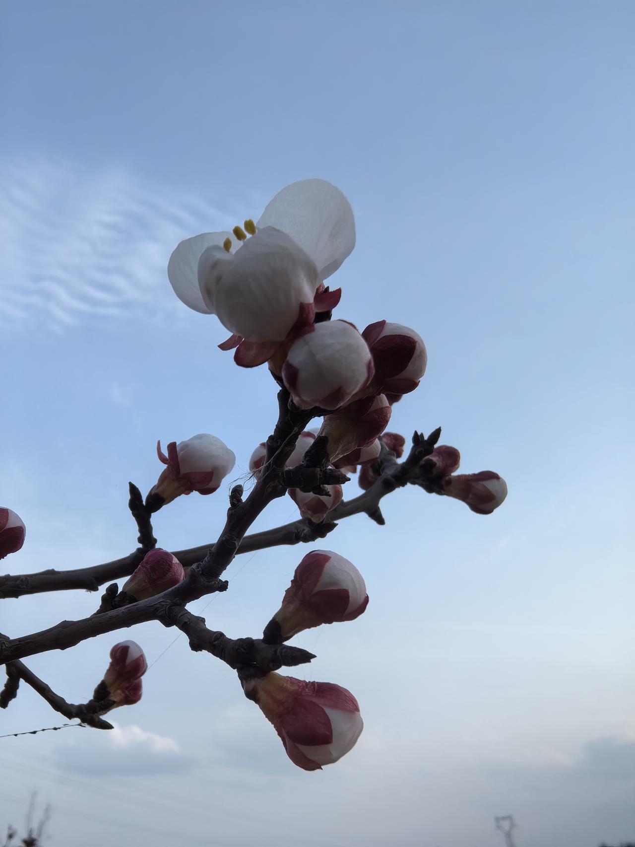 春日暖阳下，盛开的白色花朵在枝头绽放，带来一片生机与希望。
