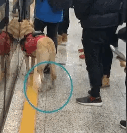 一名男子一直骚扰一只。正在工作的导盲犬，而导盲犬为了怕影响主人尽量避免男子骚扰，