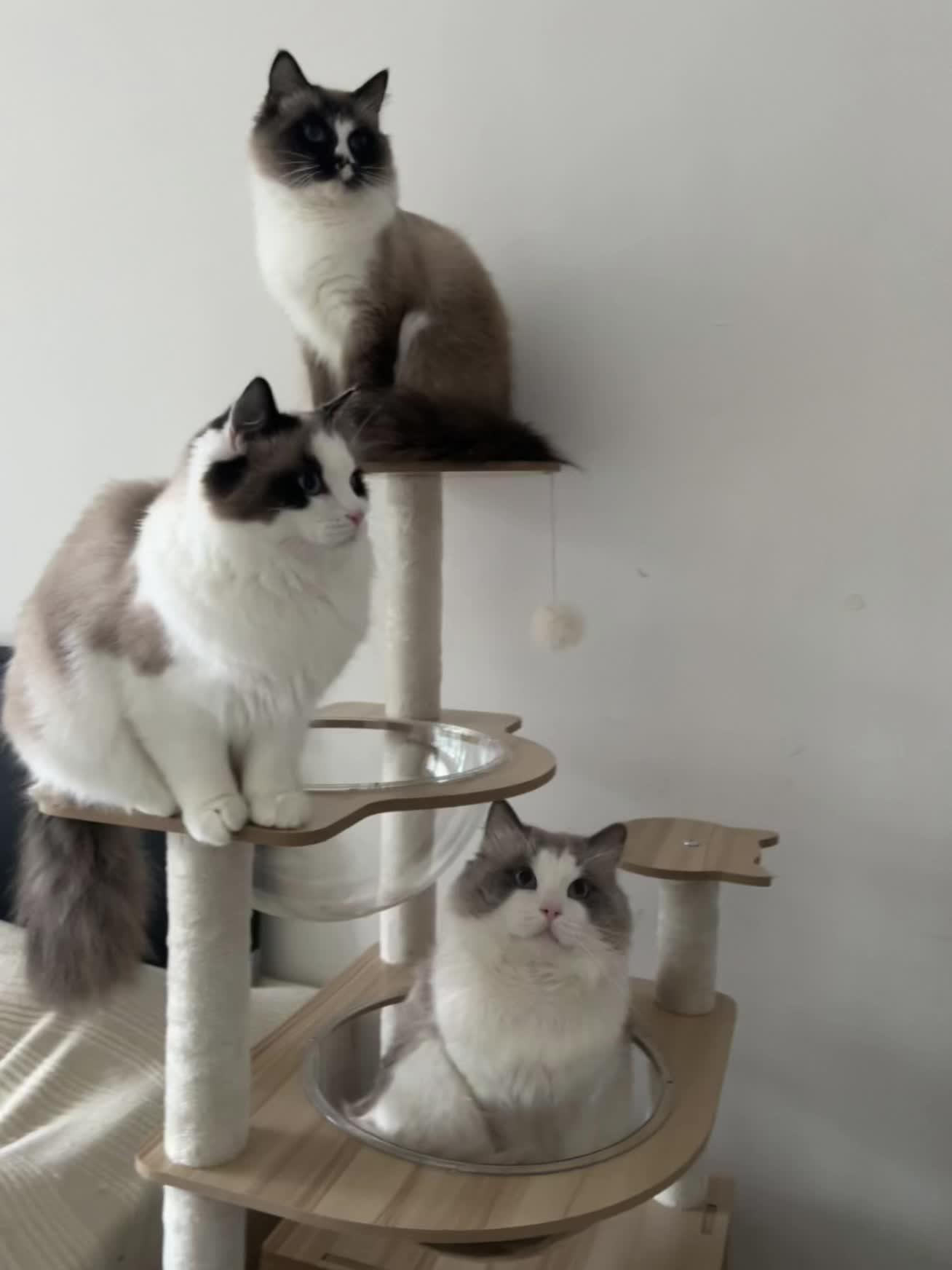 记录猫咪日常