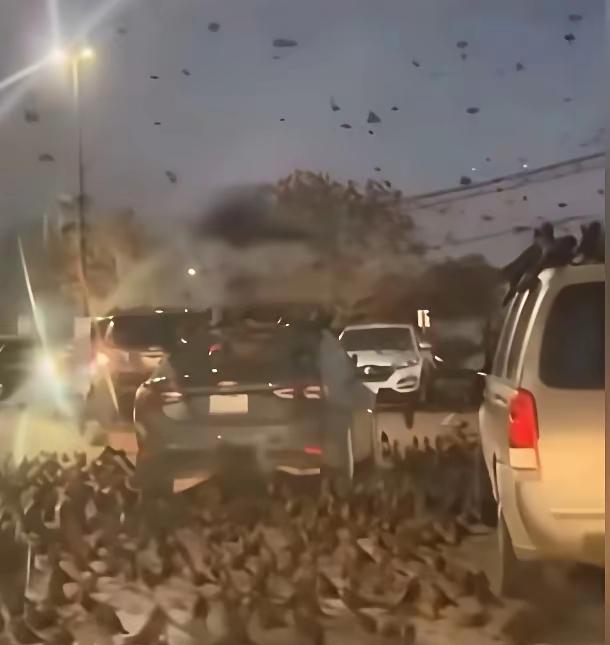 3月25日傍晚，以色列首都特拉维夫的街头聚集了大群的乌鸦。在以色列人的认知里，乌