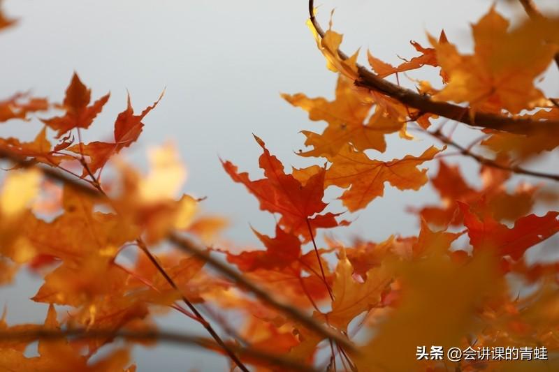 到东北自驾游哪个季节最好东北的秋天最美，五颜六色，色彩斑斓，枫叶如火。东北三省的