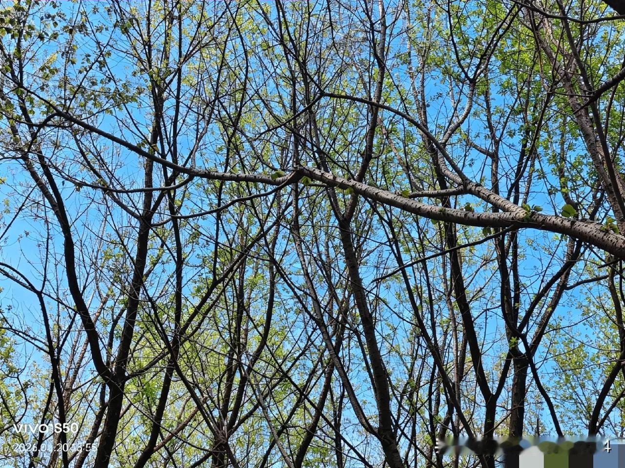 分享你随手拍的风景樱花盛开的季节
