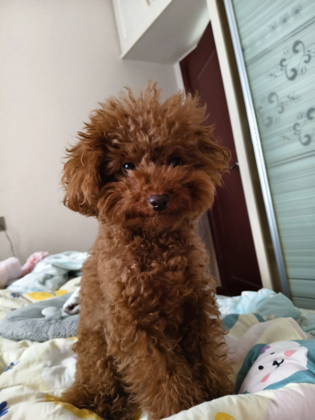 皮蛋的叫醒服务