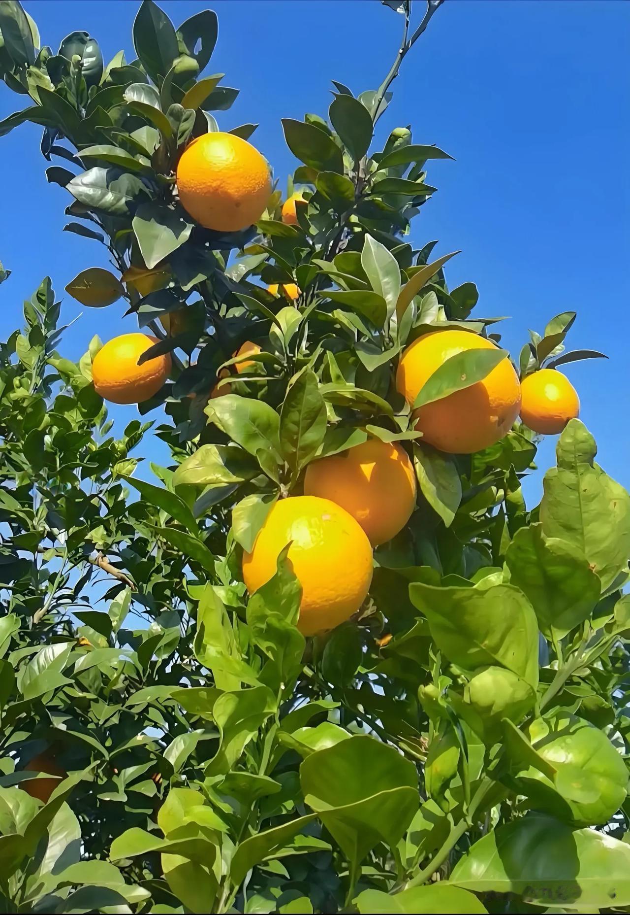 分享相册里最美的花