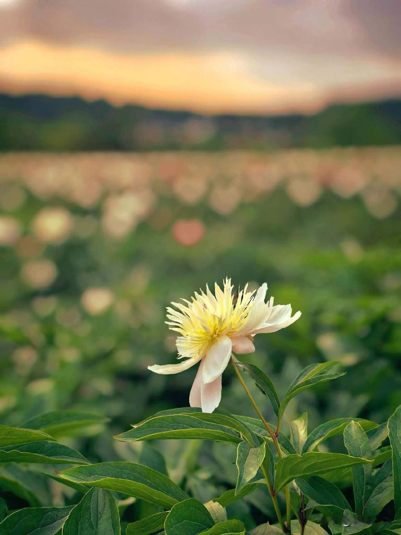 我和王花花喝酒的那个网红小火锅，外面是小区大门，门口有一处小坝子，吃饭喝酒正高兴