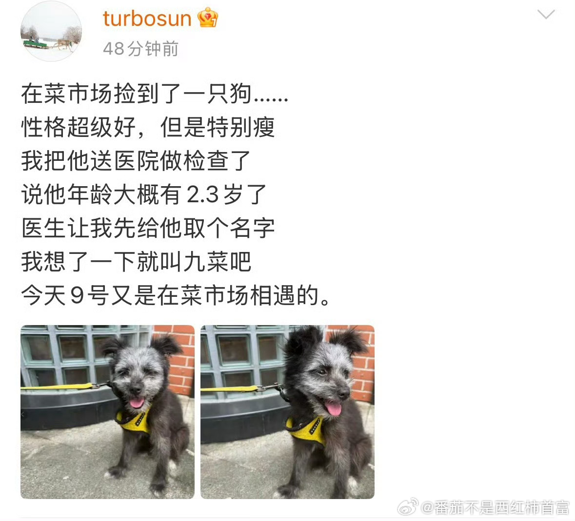 孙俪在菜市场捡到了一只2、3岁大的狗🐶，并给新成员取名叫九菜，孙俪好善良啊！孙
