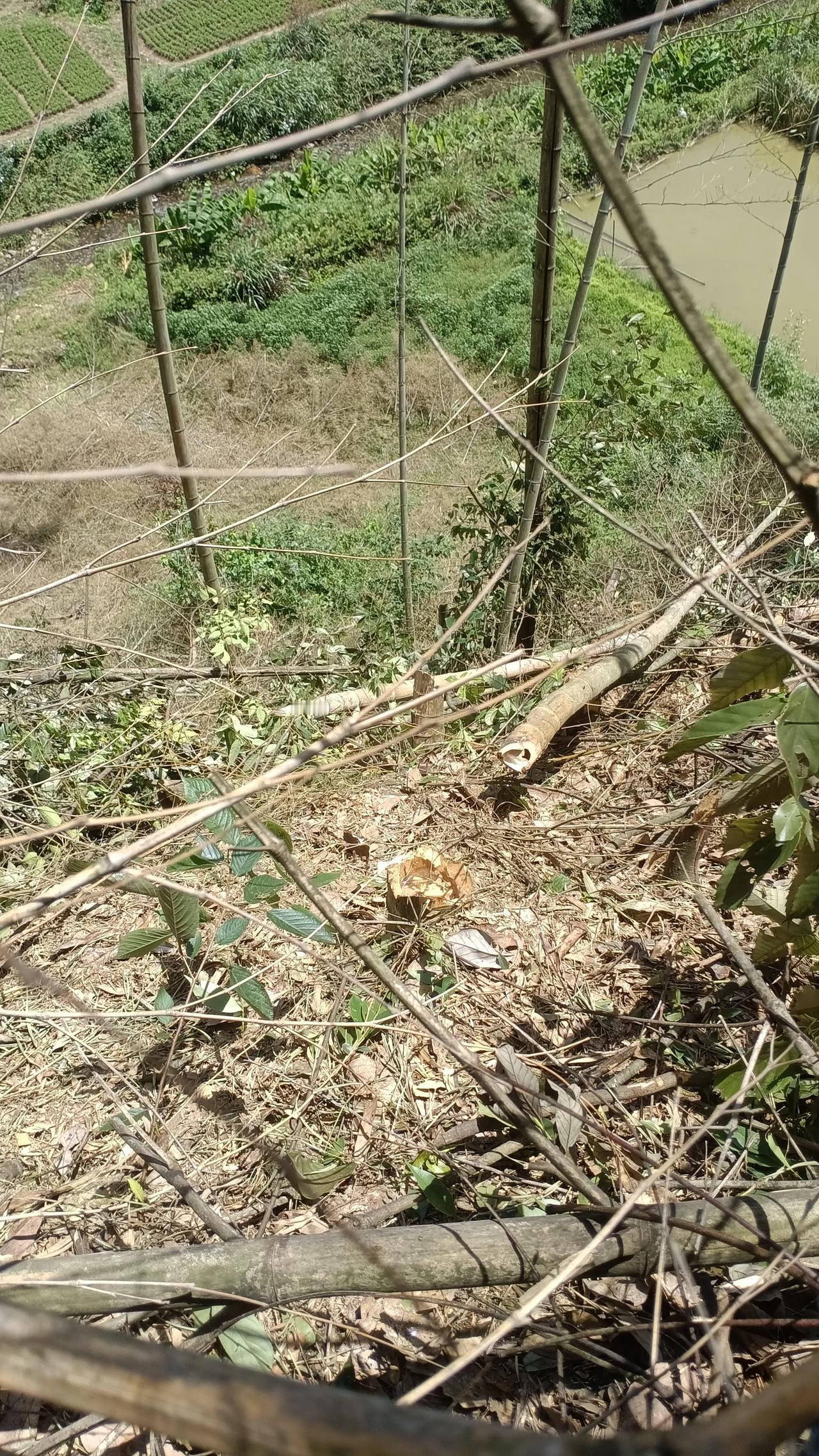 在农村，做事做的慢，不勤快，啥都赶不上热乎的，前段时间，村里有人的山砍竹子，在我