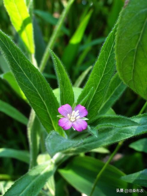 春日生活打卡季兴平市老家人到了挖野菜的时候了，我喜欢柳叶菜（老家人叫麦花皮），小