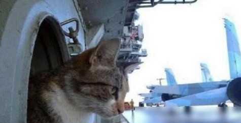 航母上为什么要养猫？是为了抓老鼠？那你就错了，现在航母上的猫可不是为了抓老鼠，而