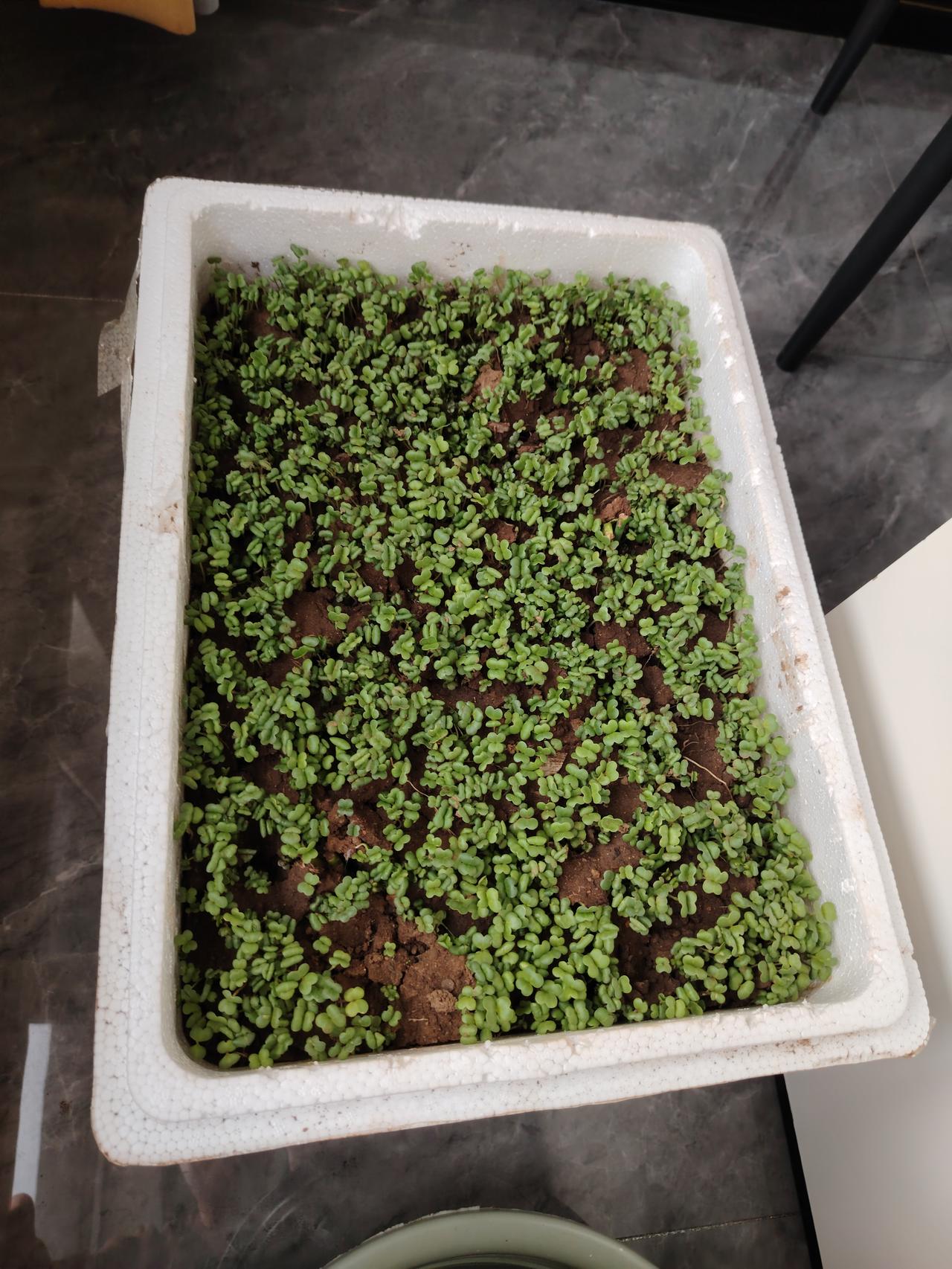 又一茬小白菜开始了，这可是存存的绿色食品呀，无污染