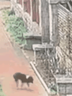 女子被流浪狗咬伤3天后狗死亡，河南一女子被流浪狗咬伤，流浪狗被物业控制后3天死亡